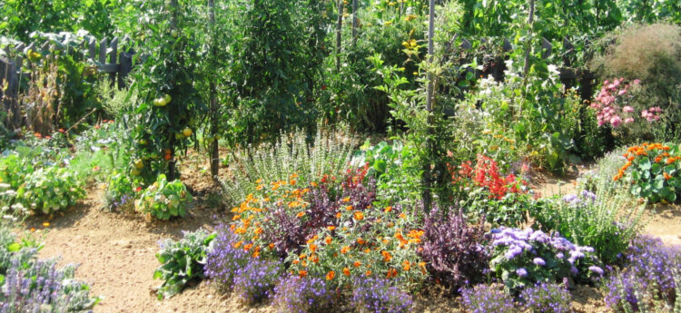 Cvetoč zelenjavno-cvetlični vrt z gredami, paradižniki in pisanimi cvetovi.
